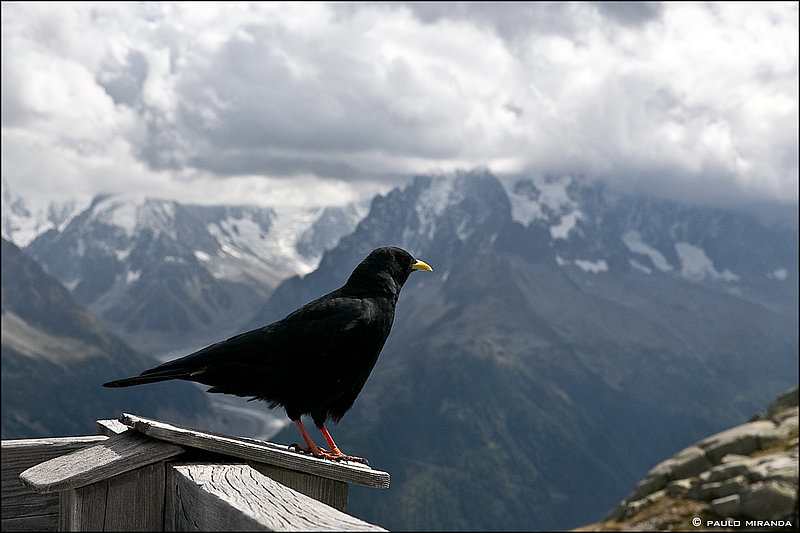 Gralha-de-bico-amarelo (Pyrrhocorax graculus), da família dos corvos: ave típica dos Alpes.